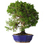 Juniperus chinensis Itoigawa, 36 cm, ± 25 jaar oud