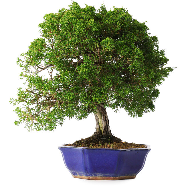 Juniperus chinensis Itoigawa, 36 cm, ± 25 Jahre alt