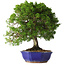 Juniperus chinensis Itoigawa, 36 cm, ± 25 jaar oud