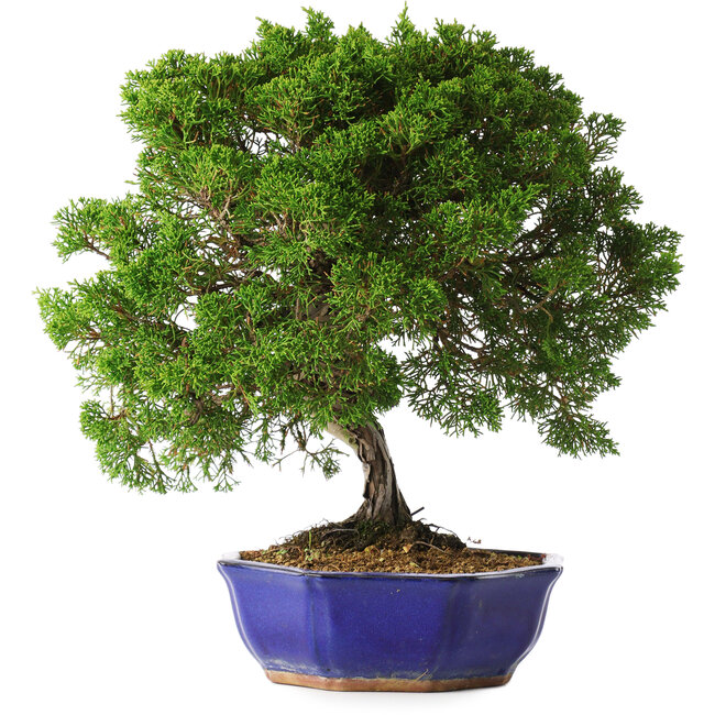 Juniperus chinensis Itoigawa, 36 cm, ± 25 jaar oud