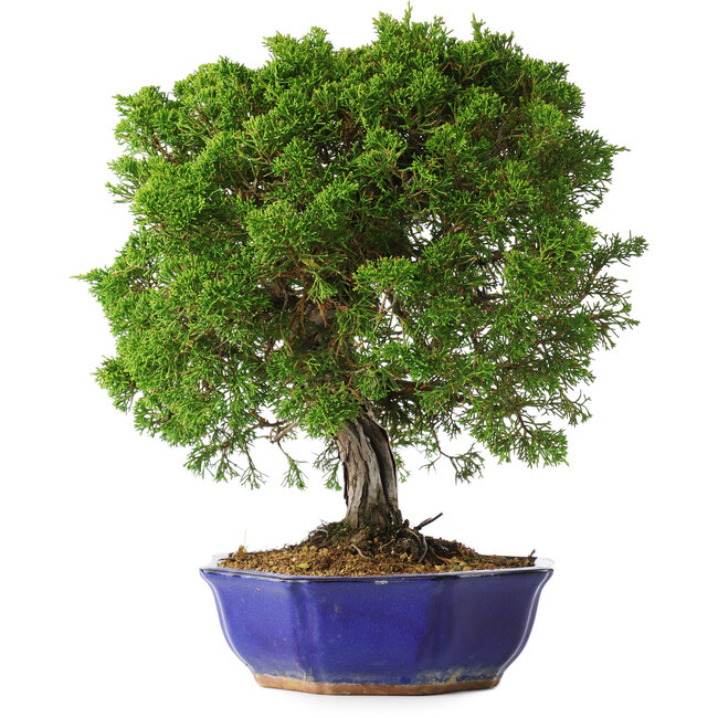 Juniperus chinensis Itoigawa, 36 cm, ± 25 years old