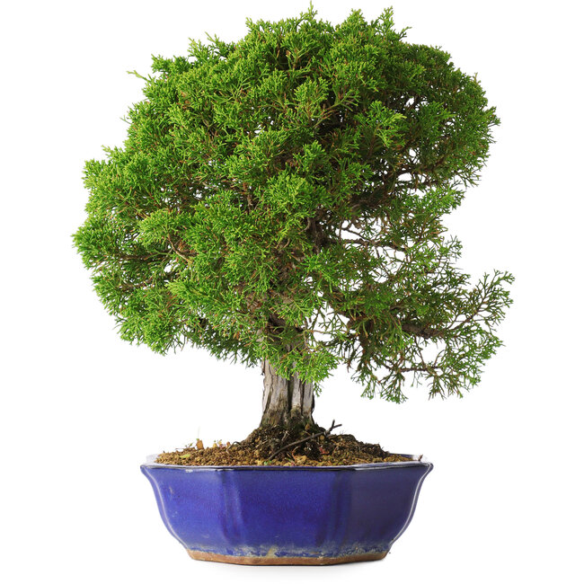 Juniperus chinensis Itoigawa, 36 cm, ± 25 jaar oud