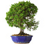 Juniperus chinensis Itoigawa, 36 cm, ± 25 jaar oud