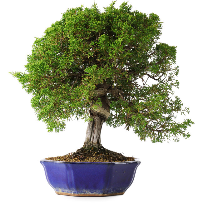 Juniperus chinensis Itoigawa, 36 cm, ± 25 anni