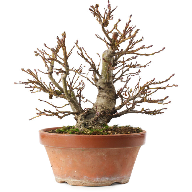 Alnus, 26,5 cm, ± 10 jaar oud, met de hand gekweekt en gestyled door Mario Komsta zelf