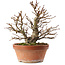 Alnus, 26,5 cm, ± 10 jaar oud, met de hand gekweekt en gestyled door Mario Komsta zelf