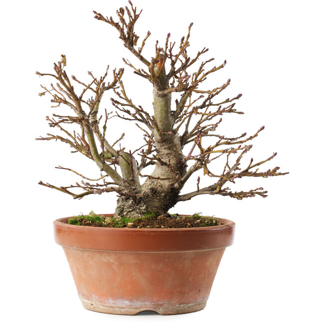 Alnus, 26,5 cm, ± 10 jaar oud, met de hand gekweekt en gestyled door Mario Komsta zelf