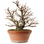 Alnus, 26,5 cm, ± 10 jaar oud, met de hand gekweekt en gestyled door Mario Komsta zelf