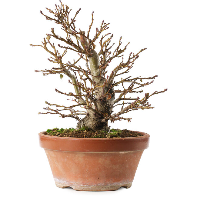 Alnus, 26,5 cm, ± 10 jaar oud, met de hand gekweekt en gestyled door Mario Komsta zelf