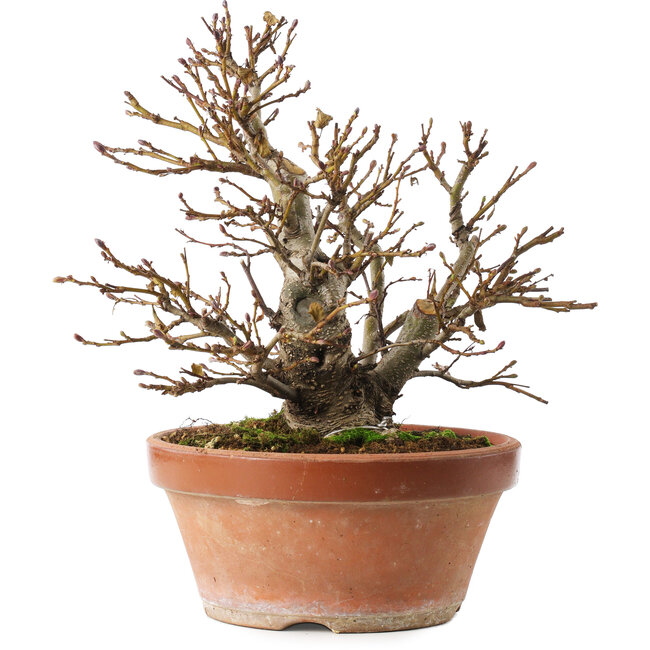 Alnus, 26,5 cm, ± 10 years old, hand-grown and styled by Mario Komsta himself