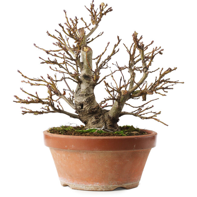 Alnus, 26,5 cm, ± 10 years old, hand-grown and styled by Mario Komsta himself