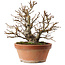 Alnus, 26,5 cm, ± 10 jaar oud, met de hand gekweekt en gestyled door Mario Komsta zelf