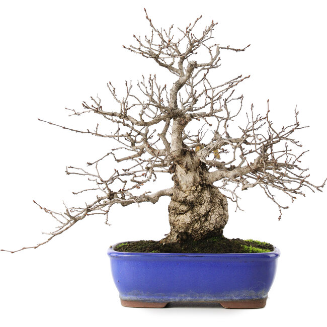 Carpinus coreana, 29 cm, ± 45 jaar oud