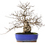 Carpinus coreana, 29 cm, ± 45 jaar oud