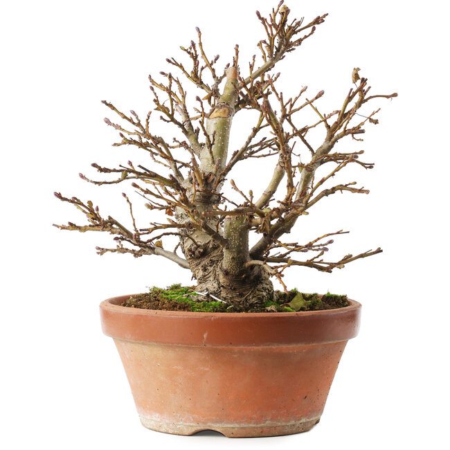 Alnus, 26,5 cm, ± 10 años, cultivado a mano y diseñado por el propio Mario Komsta