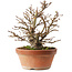 Alnus, 26,5 cm, ± 10 years old, hand-grown and styled by Mario Komsta himself