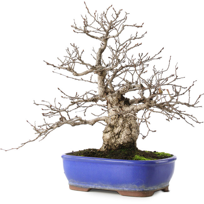 Carpinus coreana, 29 cm, ± 45 years old
