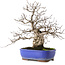 Carpinus coreana, 29 cm, ± 45 jaar oud