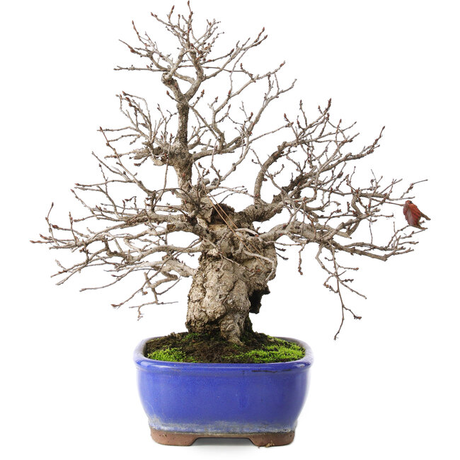 Carpinus coreana, 29 cm, ± 45 Jahre alt