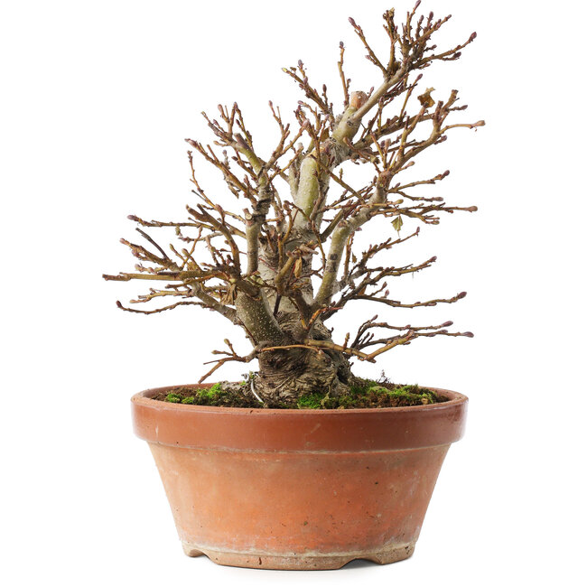 Alnus, 26,5 cm, ± 10 years old, hand-grown and styled by Mario Komsta himself