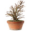 Alnus, 26,5 cm, ± 10 jaar oud, met de hand gekweekt en gestyled door Mario Komsta zelf