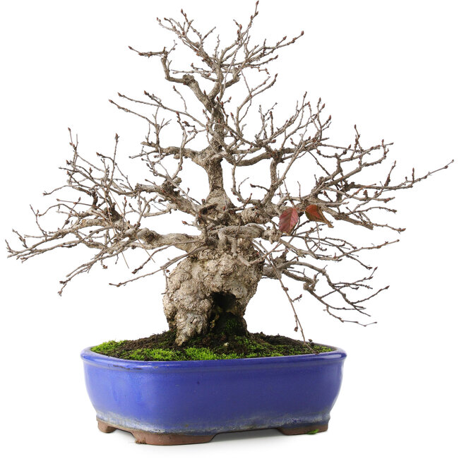 Carpinus coreana, 29 cm, ± 45 years old