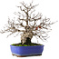Carpinus coreana, 29 cm, ± 45 jaar oud