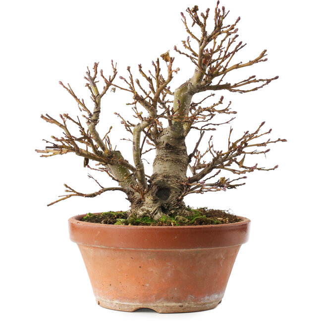 Alnus, 26,5 cm, ± 10 Jahre alt, handgezüchtet und von Mario Komsta persönlich gestylt