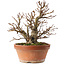 Alnus, 26,5 cm, ± 10 jaar oud, met de hand gekweekt en gestyled door Mario Komsta zelf