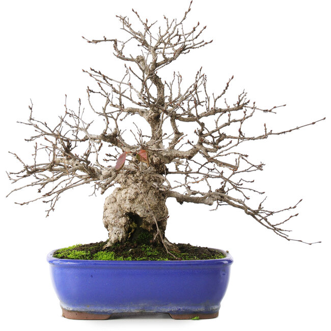 Carpinus coreana, 29 cm, ± 45 años