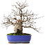 Carpinus coreana, 29 cm, ± 45 jaar oud