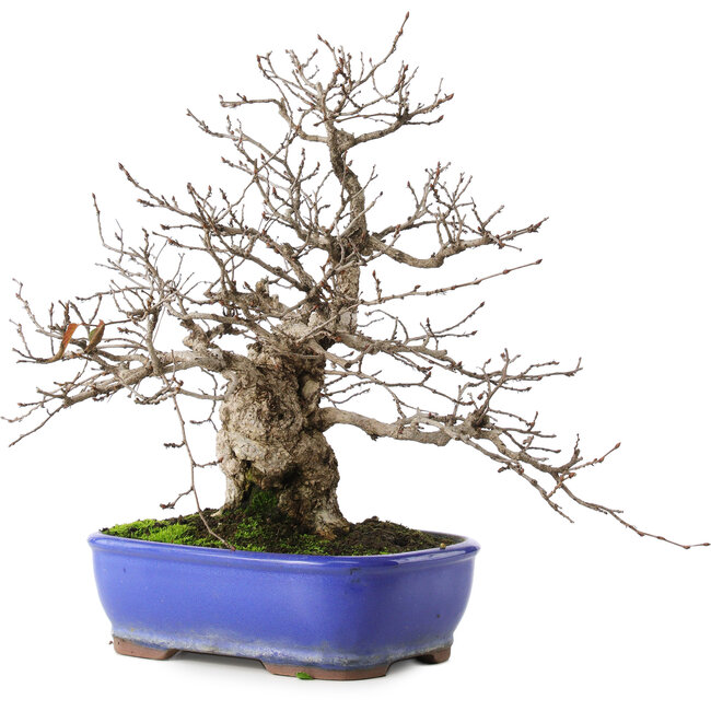 Carpinus coreana, 29 cm, ± 45 años