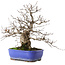 Carpinus coreana, 29 cm, ± 45 jaar oud