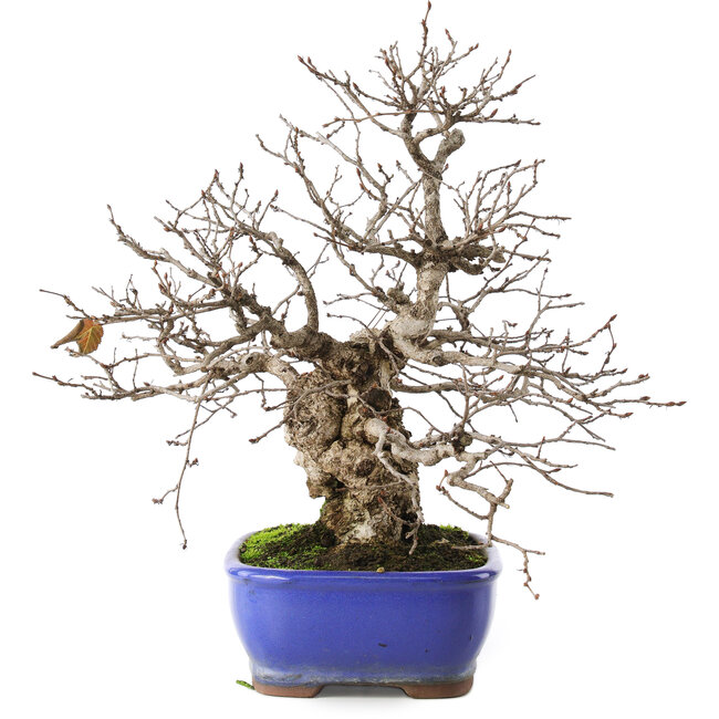 Carpinus coreana, 29 cm, ± 45 años