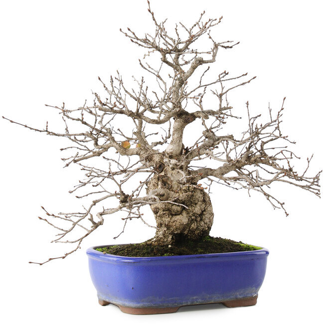 Carpinus coreana, 29 cm, ± 45 años