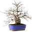 Carpinus coreana, 29 cm, ± 45 jaar oud