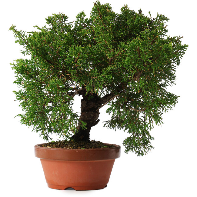 Juniperus chinensis Itoigawa, 25,5 cm, ± 15 jaar oud