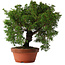 Juniperus chinensis Itoigawa, 25,5 cm, ± 15 jaar oud