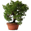 Juniperus chinensis Itoigawa, 25,5 cm, ± 15 jaar oud