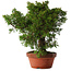 Juniperus chinensis Itoigawa, 25,5 cm, ± 15 jaar oud