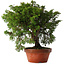 Juniperus chinensis Itoigawa, 25,5 cm, ± 15 jaar oud
