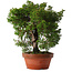 Juniperus chinensis Itoigawa, 25,5 cm, ± 15 jaar oud