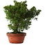 Juniperus chinensis Itoigawa, 25,5 cm, ± 15 jaar oud