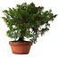 Juniperus chinensis Itoigawa, 25,5 cm, ± 15 jaar oud