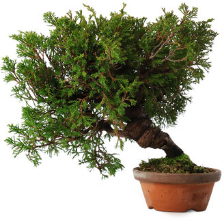 Juniperus chinensis Itoigawa, 24 cm, ± 15 jaar oud