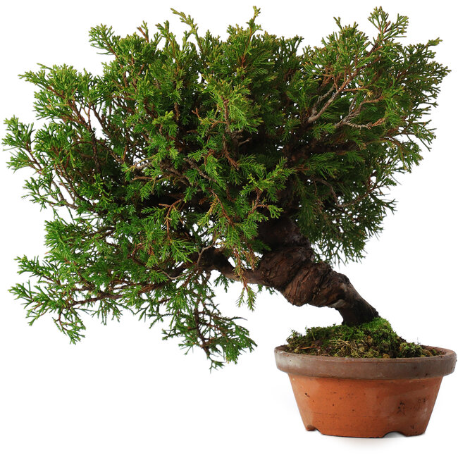 Juniperus chinensis Itoigawa, 24 cm, ± 15 jaar oud