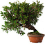 Juniperus chinensis Itoigawa, 24 cm, ± 15 jaar oud