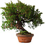 Juniperus chinensis Itoigawa, 24 cm, ± 15 jaar oud