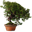 Juniperus chinensis Itoigawa, 24 cm, ± 15 jaar oud
