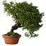 Juniperus chinensis Itoigawa, 24 cm, ± 15 jaar oud